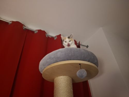 Alma